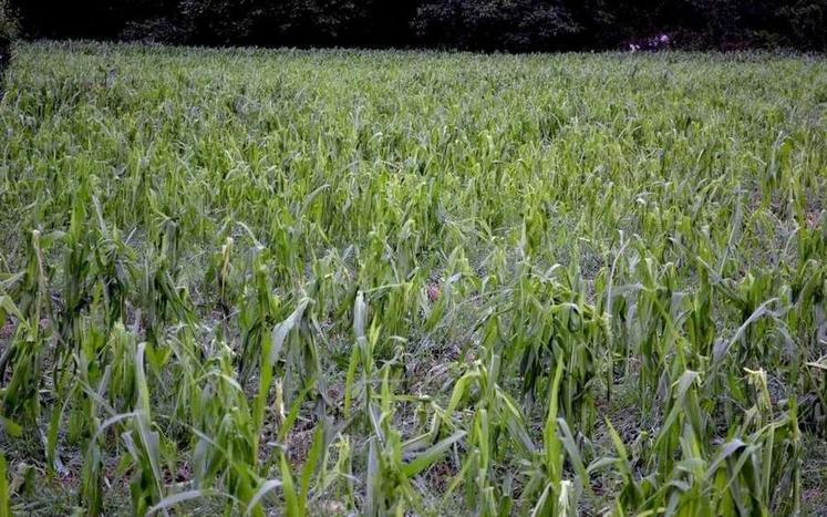 Une parcelle de maïs haché par la grêle à Savigny-sur-Braye.