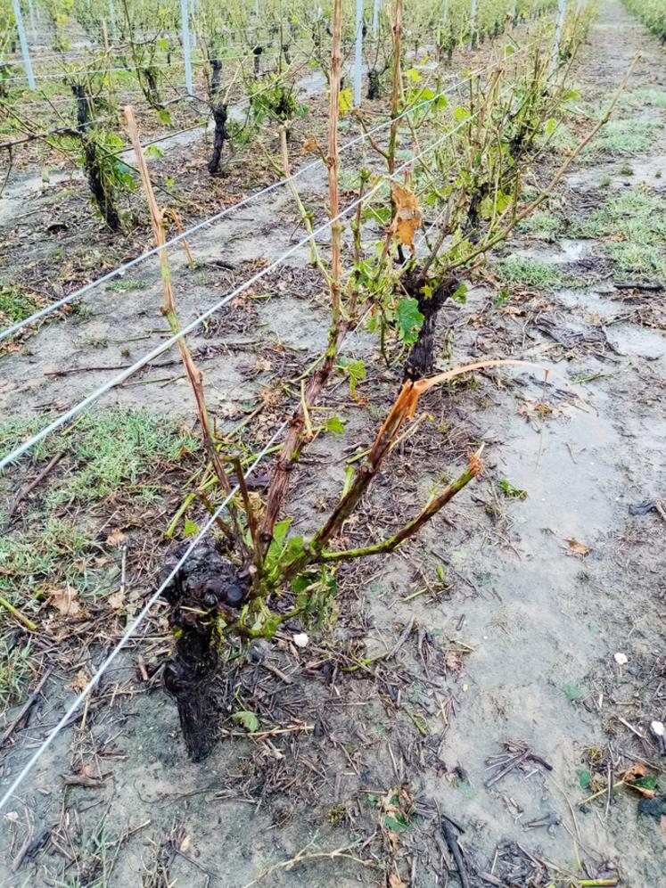 Coup de grâce pour certaines vignes, déjà malmenées par le gel.