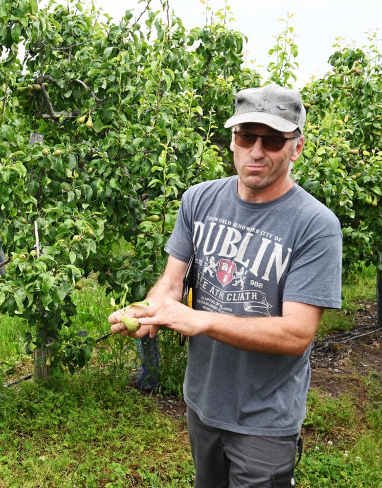 André Cellier montre la partie de liège à retirer sur le fruit, ce qui n'empêche en rien sa consommation.