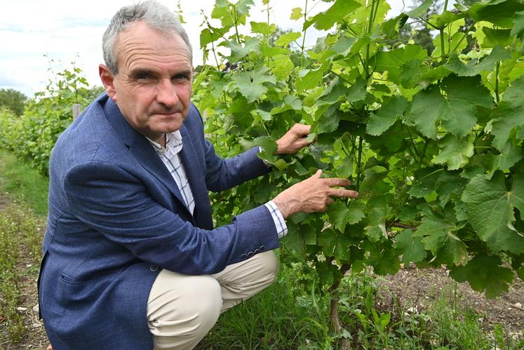 Le marquis de Vibraye est plutôt chanceux. Sa vigne a gelé partiellement et devrait donc être vendangée pour la première fois en septembre.