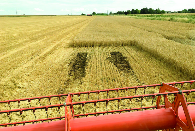 Le 8 juillet, au Gault-Saint-Denis. De nombreuses machines se sont enterrées ici ou là lors de ce début de moisson. Stéphane Pailleau a sorti sa Claas Lexion 570 de ce mauvais pas, sans le câble...