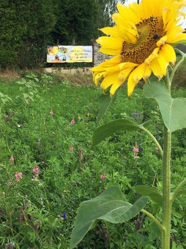 Jachère fleurie en Seine-et-Marne. On aperçoit au fond une banderole "Grâce aux agriculteurs, des fleurs pour nos abeilles".