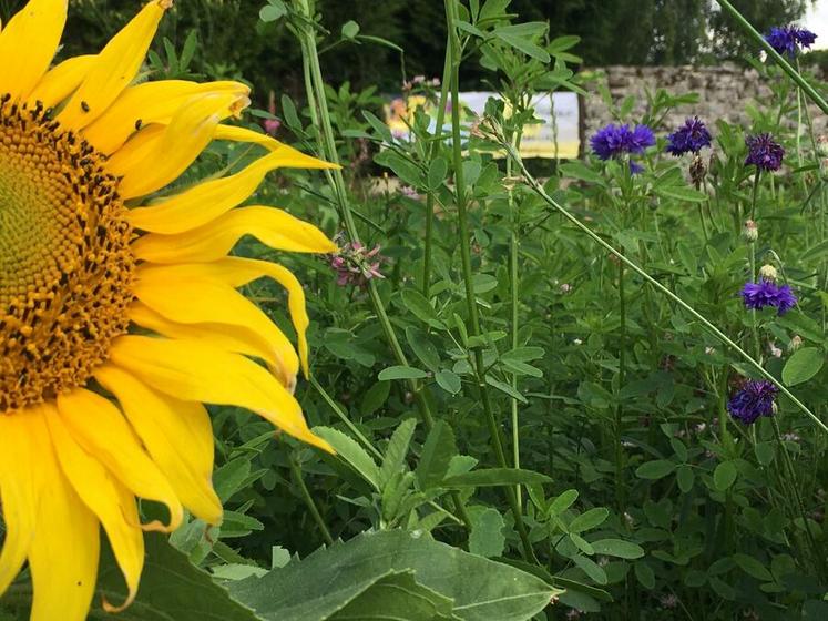 Jachère fleurie en Seine-et-Marne. On aperçoit au fond une banderole "Grâce aux agriculteurs, des fleurs pour nos abeilles".