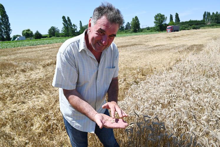 Lors de ses moissons de blé, Gilles Leroux constate que des parcelles présentent un grain de moins bonne qualité.