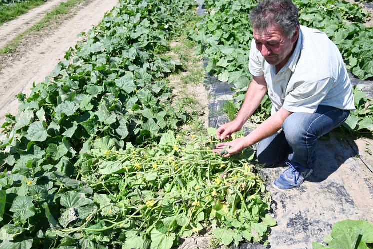 Les cornichons de Gilles Leroux sont notamment commercialisés dans les supermarchés de Loir-et-Cher. 