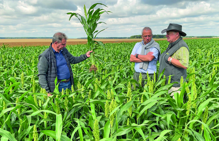 Le 5 août, à Prouais. Un agriculteur pionnier, Thierry Maillier (à d.), un responsable régional qui y croit, Frédéric Chopart (au c.) et un agronome en soutien, Didier Renard (à g.), tout est réuni pour lancer la filière sorgho chez NatUp.