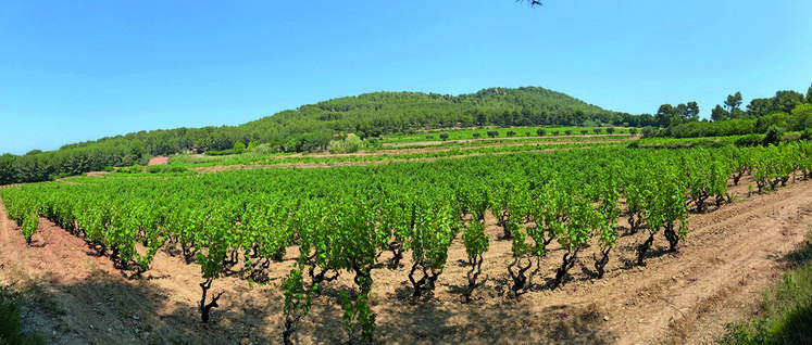 Le vignoble de Bandol.