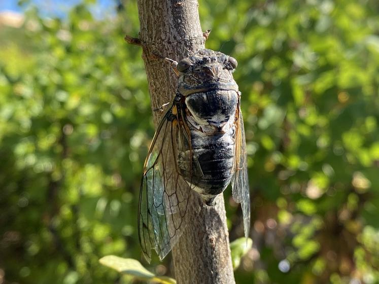 Une cigale croisée sur le sentier des vignes de Bandol.