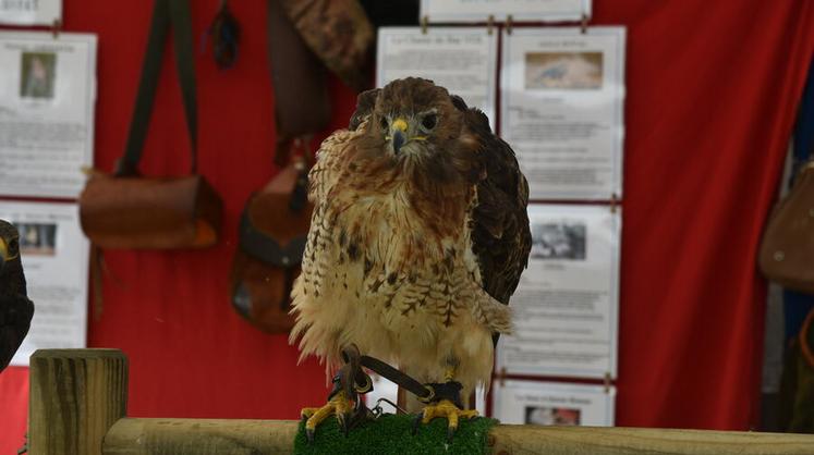 Samedi 11 septembre 2021, Fête de la Sange à Sully-sur-Loire. Présentation de rapaces.