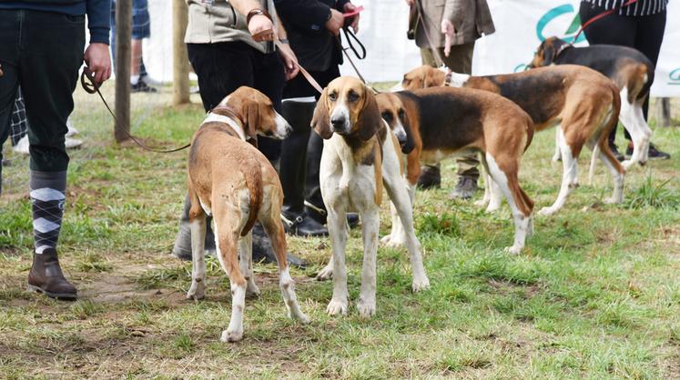 Durant les trois jours de la Fête de la Sange, les chiens étaient à l'honneur et de nombreuses démonstrations avaient lieu. Ici, les anglo-français blanc et orange du Club du chien d'ordre. 