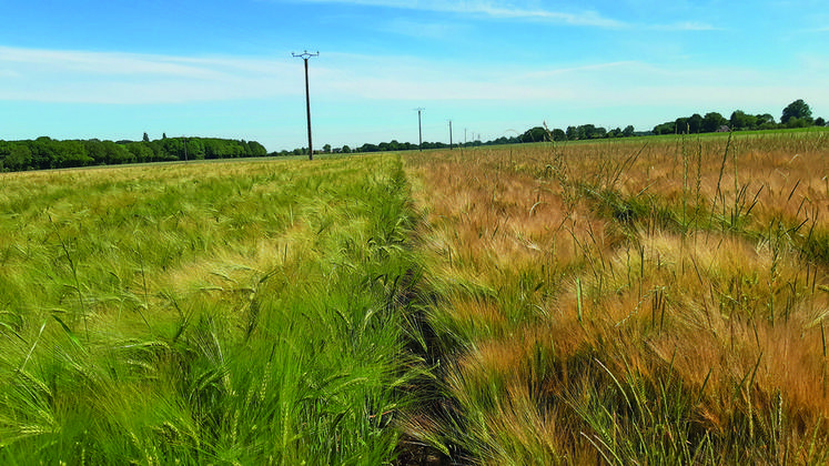 Orge fauchée à gauche, non fauchée à droite, le 15 juin. Notez la présence de vulpin et ray-grass sur la partie non fauchée.