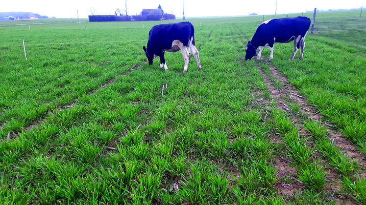 Génisses laitières de 13 à 17 mois, pâturant du blé tendre en mars.