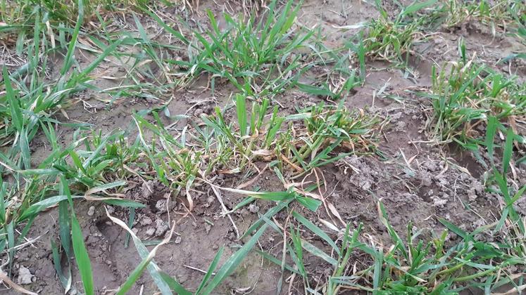 Le blé après le passage des génisses, en mars.