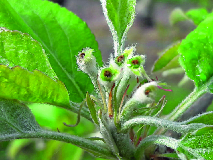 Dans le Loiret, le gel n'a épargné personne. Ici, des fleurs de pommier gelées.