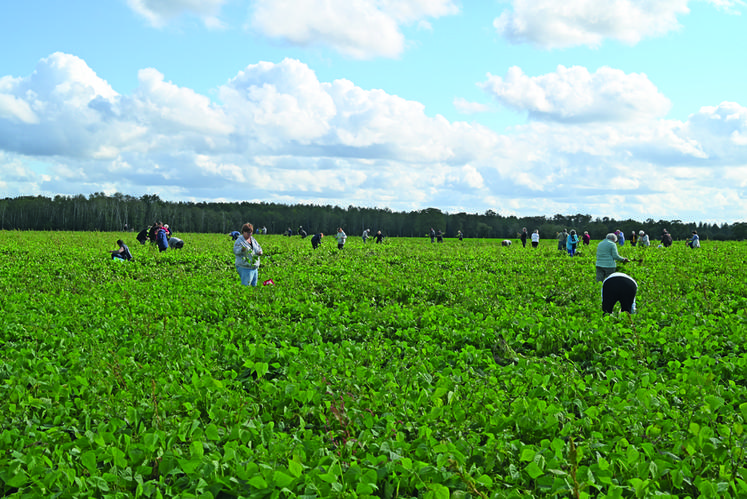 Les particuliers viennent nombreux pour ramasser les haricots dans la parcelle d’Emmanuel Calers.