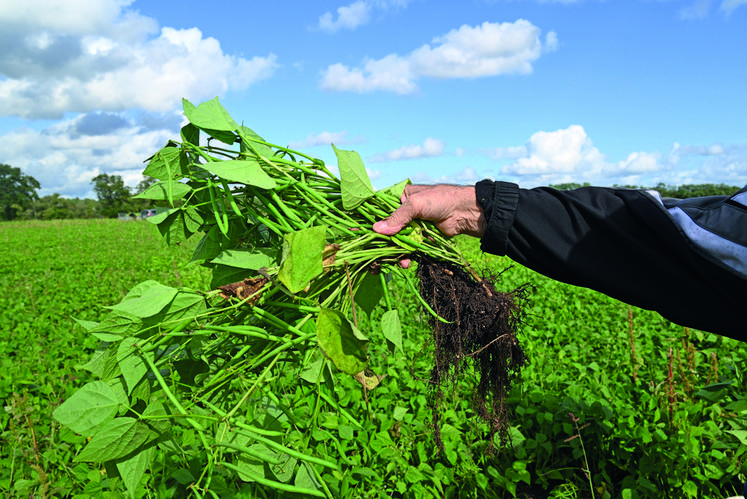 Les bottes de haricots sont pleines.