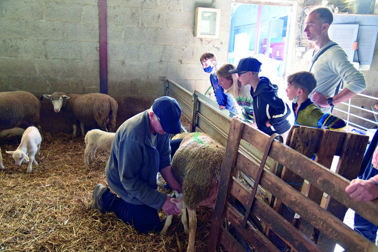 Ferme de la Nozaie, à Nonville. Volailles, cochons et moutons font le bonheur des enfants, surtout les petits agneaux, sous le regard de Marc Plouvier qui en aide un à téter.