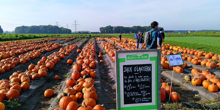 À la Ferme de Viltain (Yvelines), outre l'élevage laitier, les citrouilles Jack O'Lantern pour Halloween attendaient les visiteurs.