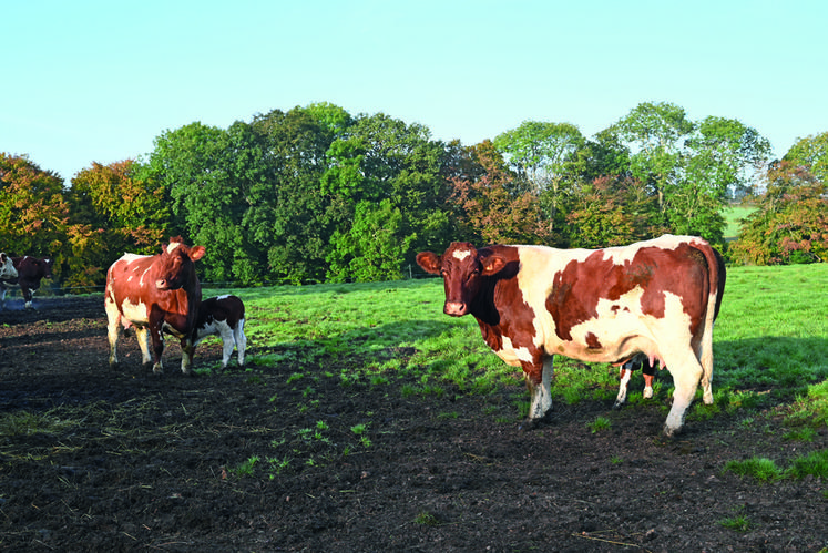 La rouge des prés était autrefois appelée la maine-anjou. 