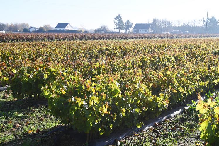 Benoist Charrier greffe 500	000 plants par an.