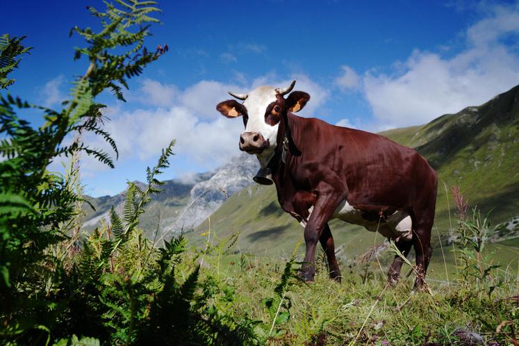 Neige dans ses montagnes.