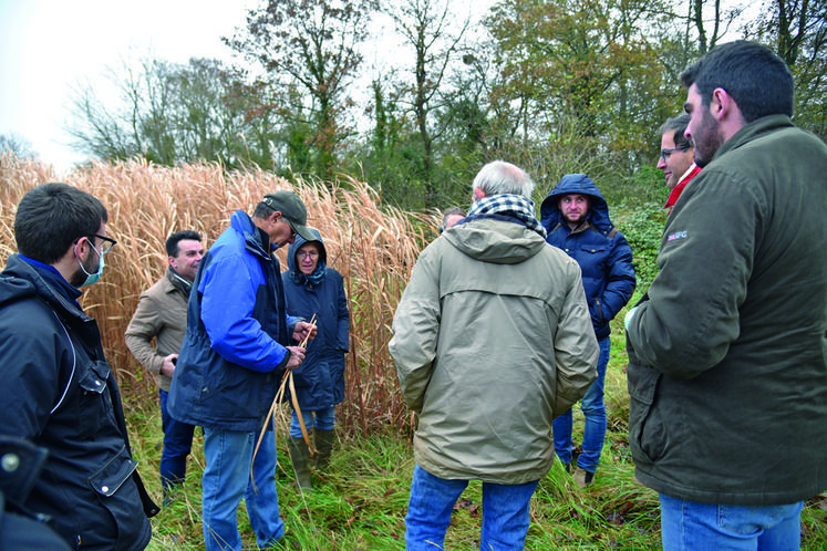La Brosse-Montceaux, mardi 30 novembre. Visite d'une parcelle implantée en miscanthus à proximité du village. 