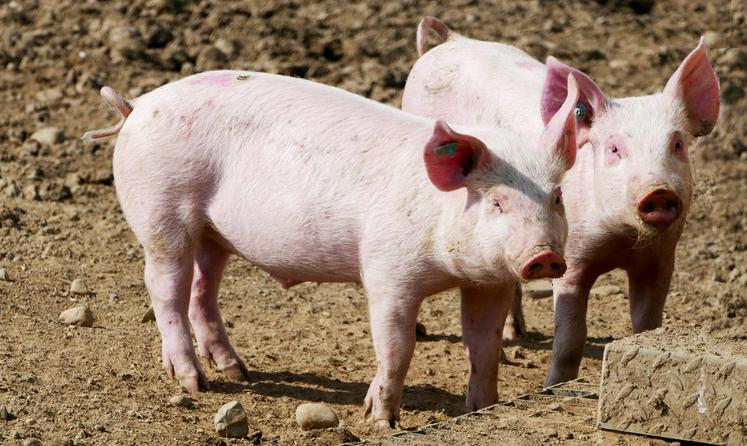Un référent «	bien-être animal	» doit désormais être désigné dans chaque ­élevage de volailles et de porcs. 