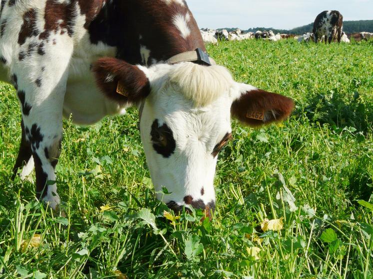 Grace à l’herbe et aux fourrages sur les fermes, les élevages de ruminants français sont autonomes en aliment à 83	% et en protéines à 75	%.