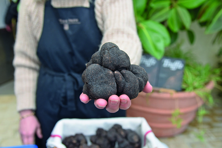 Il existe plus de trente variétés de truffes. Sur le marché, seule la Tuber ­melanosporum, dite truffe noire du Périgord ou encore diamant noir, était vendue. Certaines truffes avaient du mal à trouver acheteurs de par leur taille.