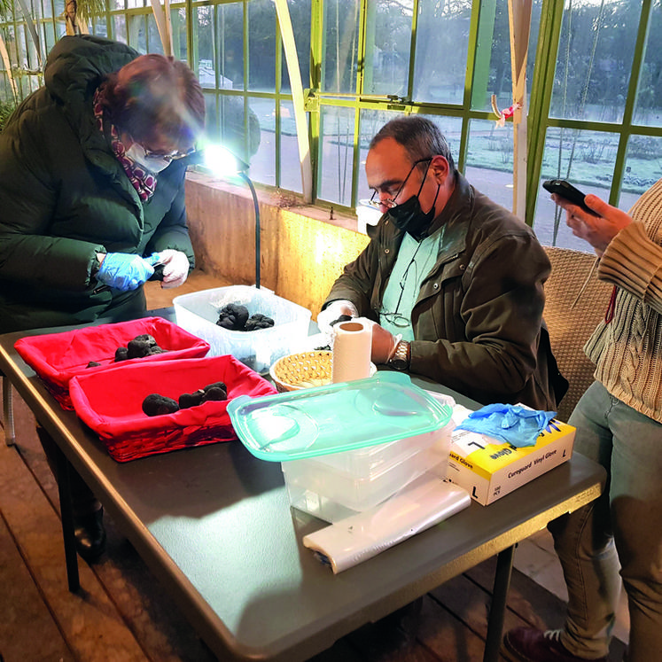 Quatre contrôleurs ont vérifié chaque truffe vendue sur le marché, de 7	h	30 à 9 heures, avant l'ouverture au public. Pour la production de Marie-Christine Ligouis, sur 3,5 kg, 500 g ont été rejetés.