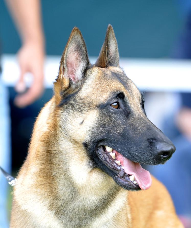 Berger belge malinois par Franck Haymann - copyright Centrale Canine.jpg