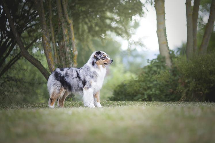 Berger australien - Photo Coline Derin-centrale canine