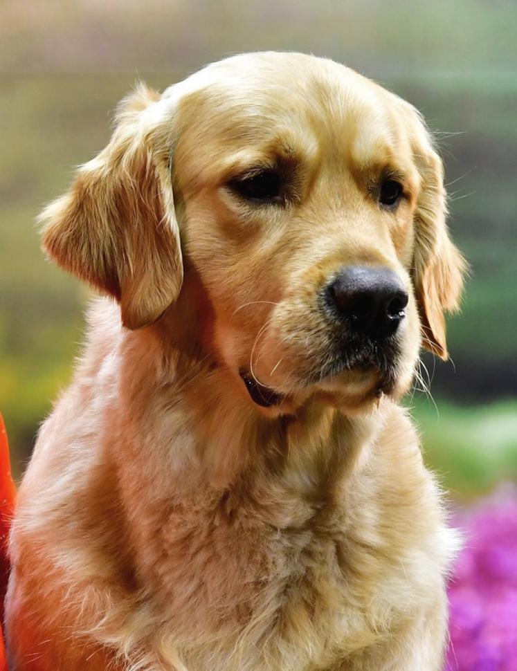 Golden retriever au CGA 2020