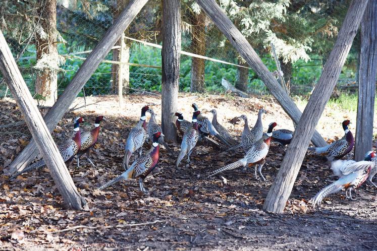 Après deux années compliquées, les éleveurs de petit gibier de Loir-et-Cher semblent retrouver une activité plus normale.