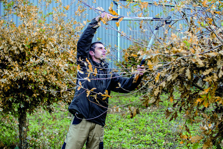 La parcelle trufficole d'un hectare de Clément Delmotte, en projet depuis 2007, devrait produire jusqu'à 30 kilos de truffe noire.