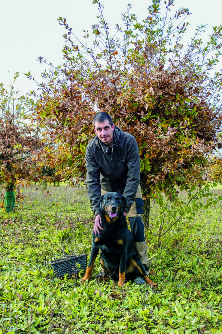 L'entraînement du chien débutera au coup d'envoi de sa production pour ne pas altérer ses performances.