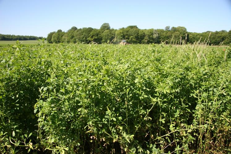 En culture pure, les luzernes assurent des stocks de fourrage à haute valeur protéique.