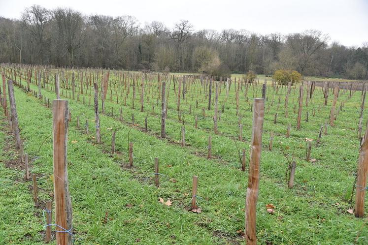 La plantation des vignes du Château d'Evrÿ, avec un interlignage de 1,6 mètre, est classique avec des piquets en bois.