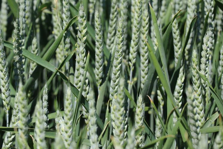 Parmi les quatre blés hybrides, Su Hyreal est la grande nouveauté, remarquable par l’association de trois traits d’intérêt majeurs	: la résistance à la cécidomyie, la tolérance à la mosaïque et le gène Pch1. 