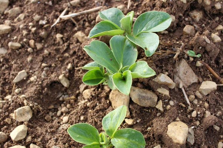 La févérole de printemps nécessite une parcelle avec une réserve hydrique suffisante.