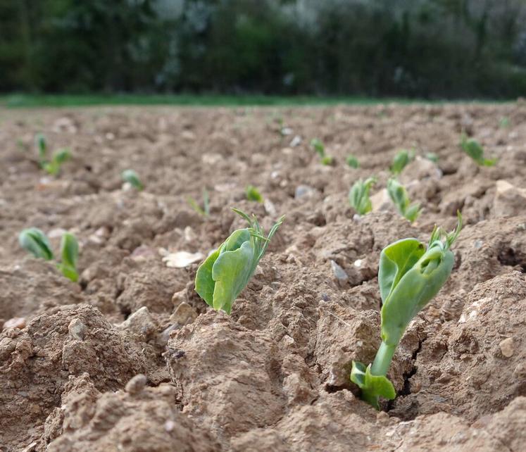 Semer son pois de printemps précocement est l'une des clés de réussite.