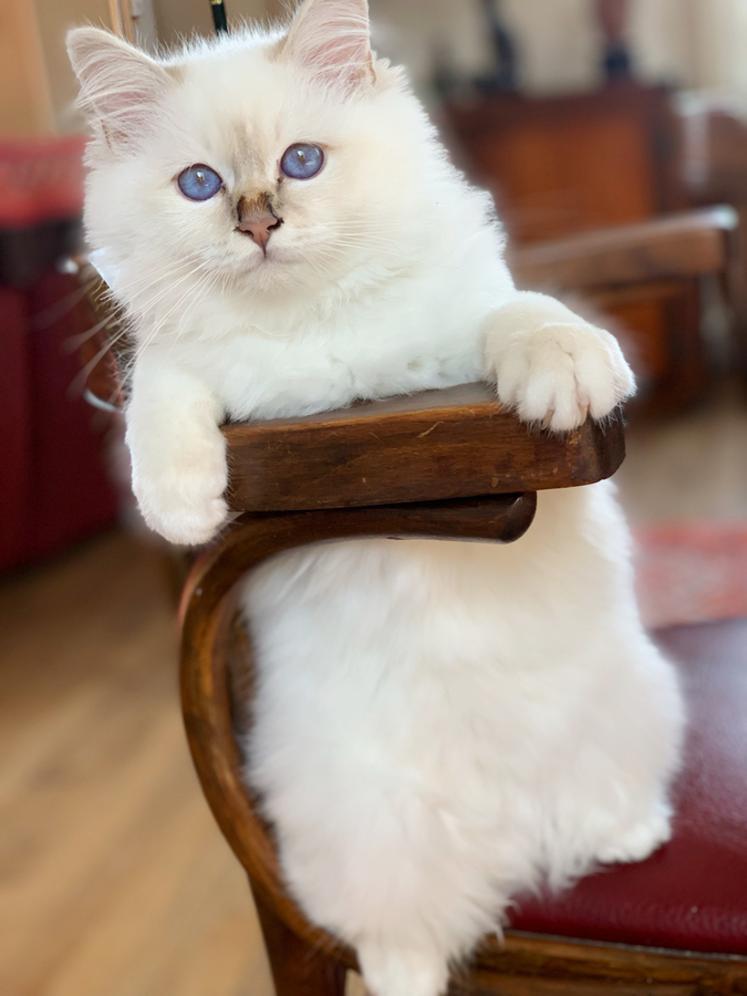 jeune chat Sacré de Birmanie.