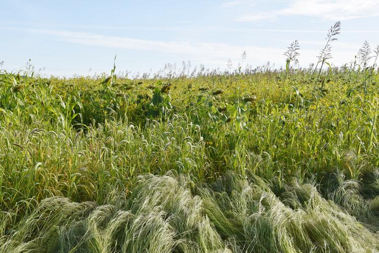 Essais de Cive mené en 2021 par la chambre d'Agriculture. (Archives)