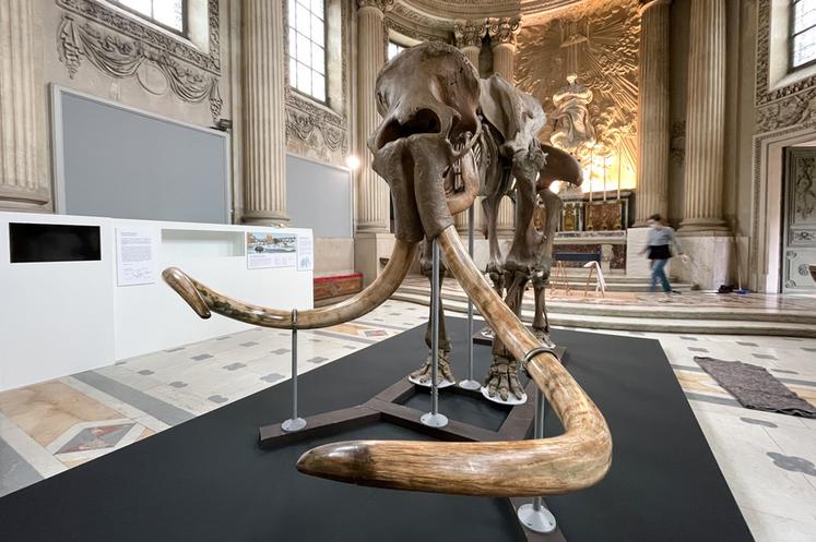 Le 2 février, à Chartres. Un squelette de mammouth laineux se dresse dans la chapelle du musée des Beaux-Arts.