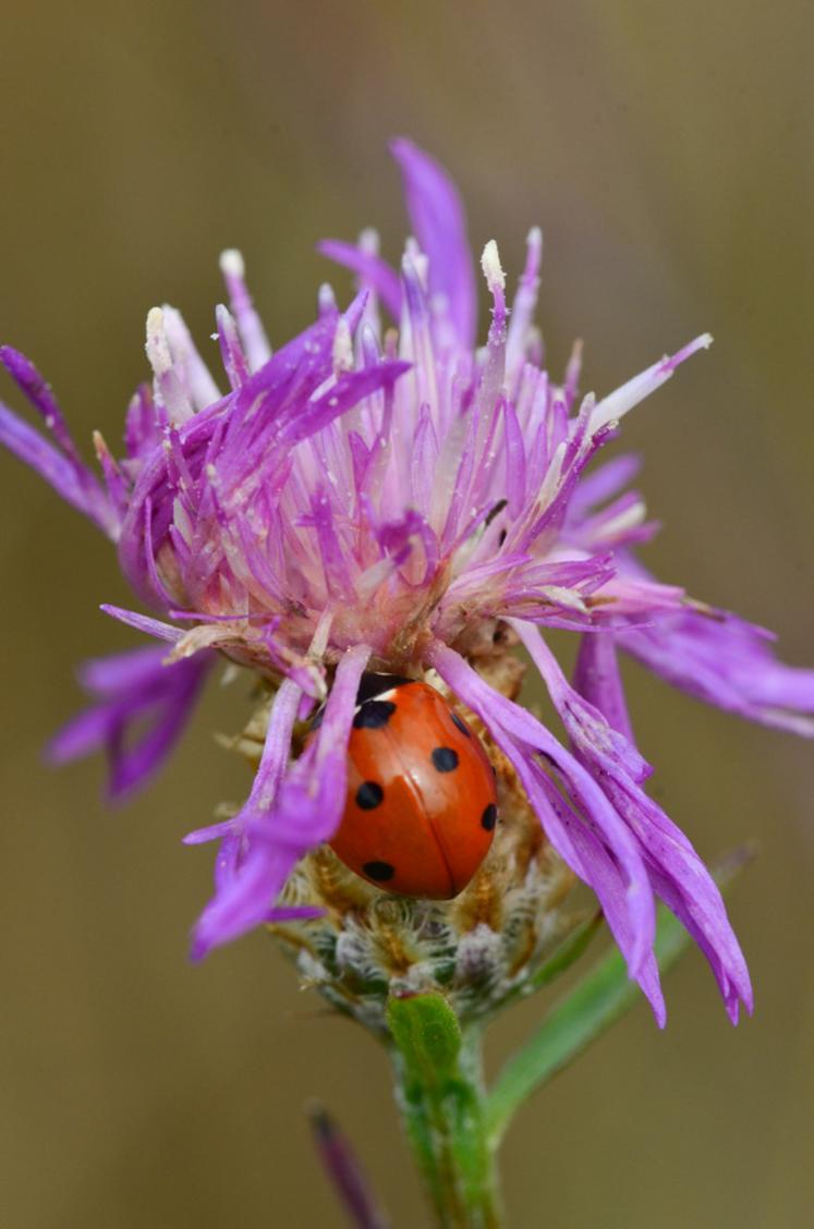 Les coccinelles et leurs larves se délectent de pucerons.