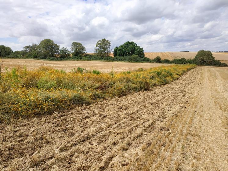 En Eure-et-Loir, une dizaine d'agriculteurs a implanté ce type de bandes ­fleuries. La chambre d'Agriculture et l'association Hommes et territoires se chargent d'en mesurer l'impact.