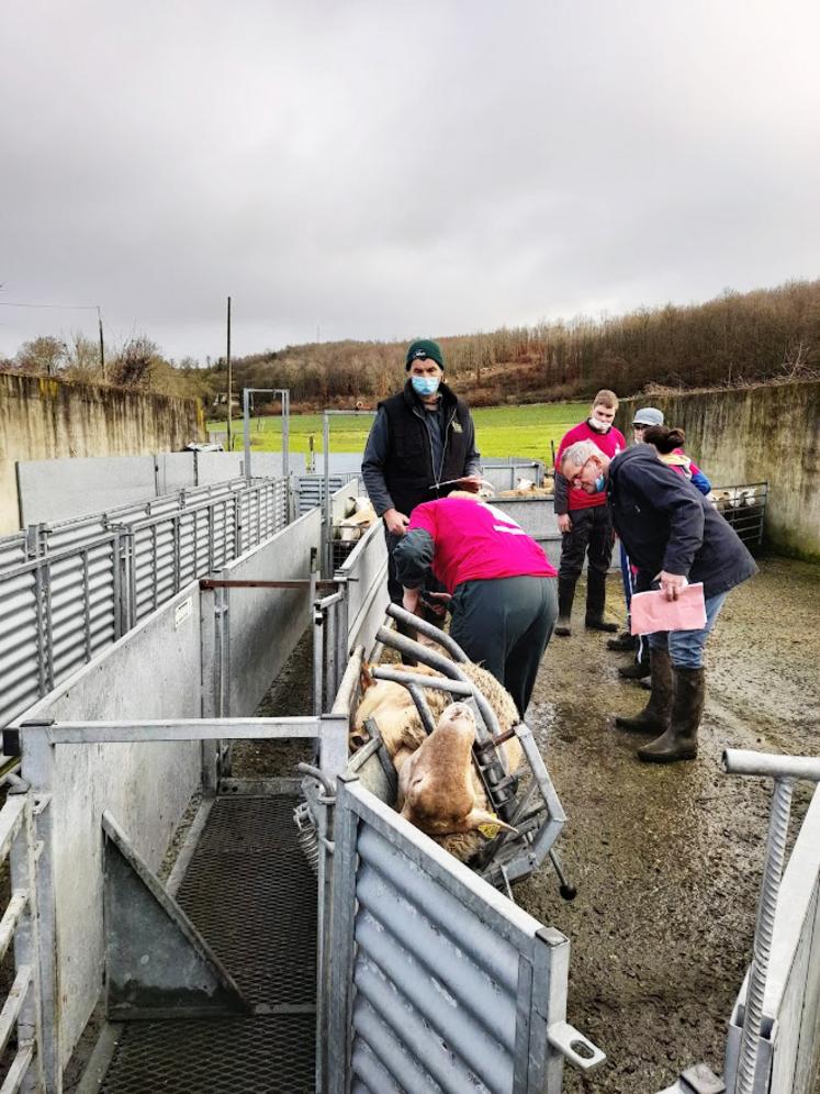 Le parage des onglons fait partie des épreuves pratiques.