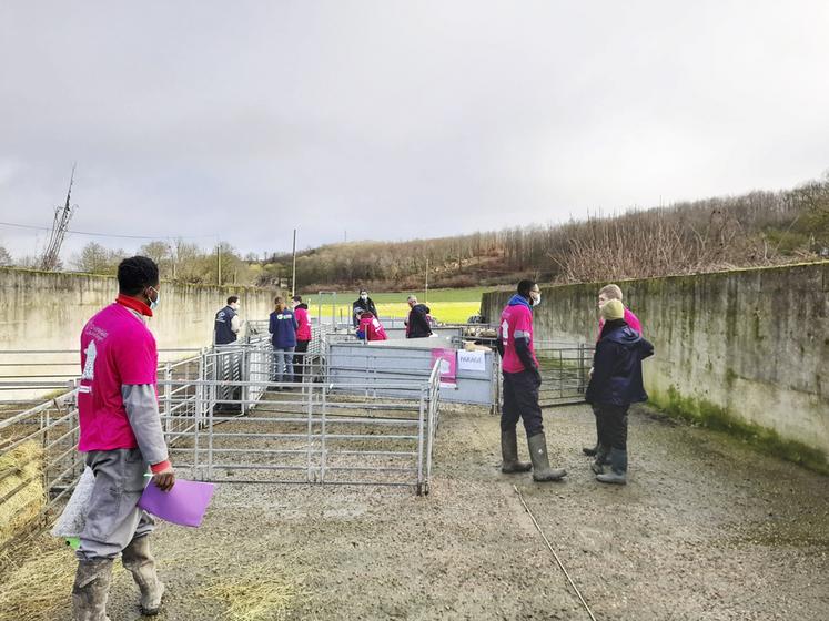 Les élèves doivent élaborer des tutoriels sur des techniques d’élevage ovin, selon trois thèmes imposés	: alimentation, sanitaire et bâtiment/équipement.