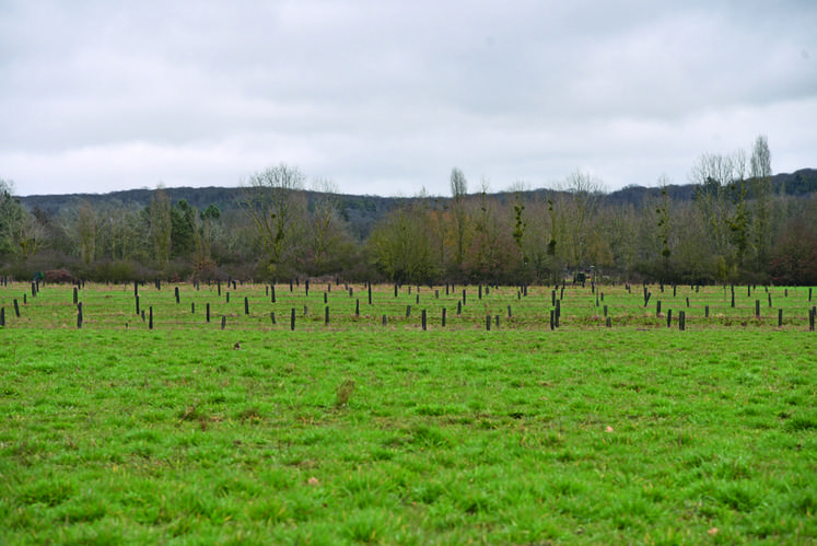 Huit hectares de grandes cultures céréalières sont cultivés en agroforesterie avec une bande de 2 mètres tous les 26 mètres.