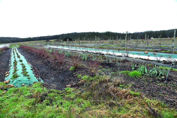 Une parcelle de trois hectares en arboriculture avec des strates vivaces (plantes aromatiques et médicinales) et des strates annuelles (cultures maraîchères). 